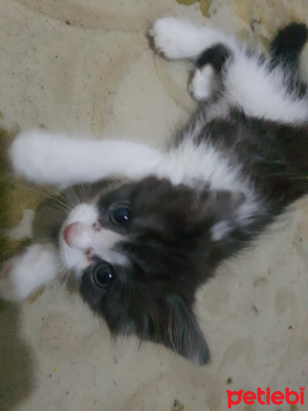 Tekir Kedi, Kedi  Goşa fotoğrafı