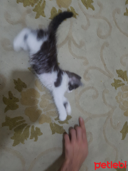 Tekir Kedi, Kedi  Goşa fotoğrafı