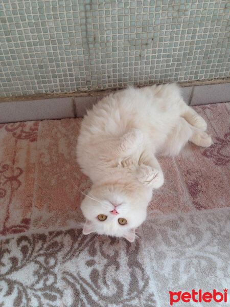 Scottish Fold, Kedi  Coco fotoğrafı