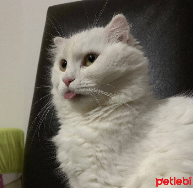 Scottish Fold, Kedi  Coco fotoğrafı