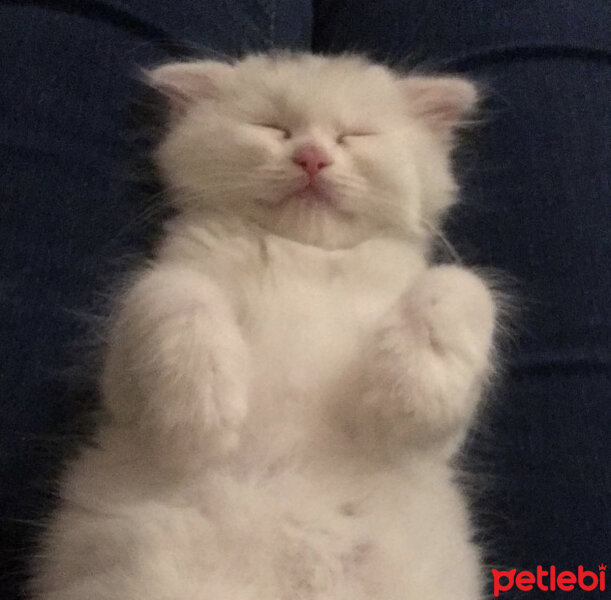 Scottish Fold, Kedi  Coco fotoğrafı