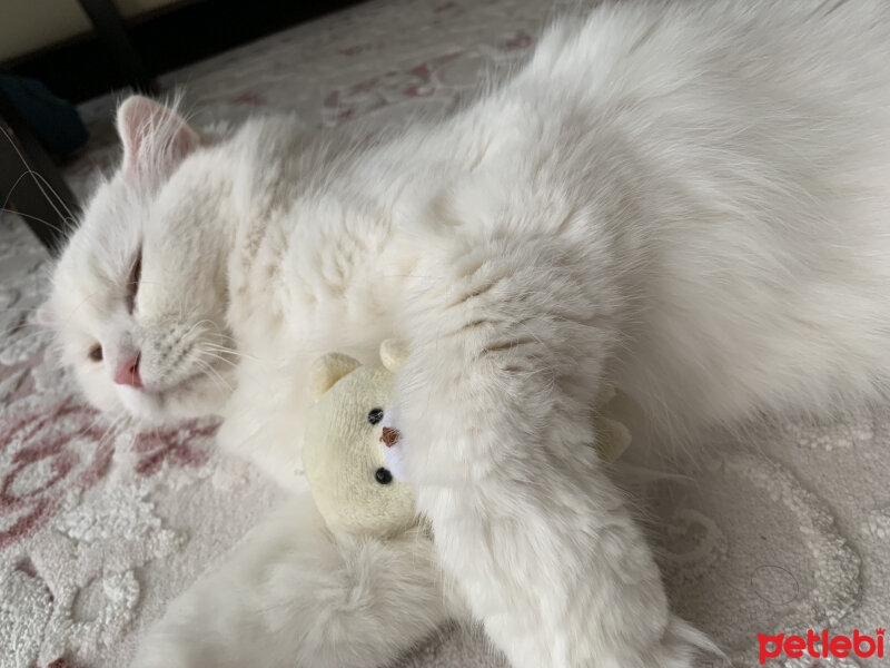 Scottish Fold, Kedi  Coco fotoğrafı