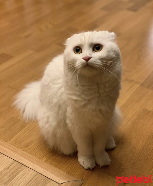 Scottish Fold, Kedi  Coco fotoğrafı