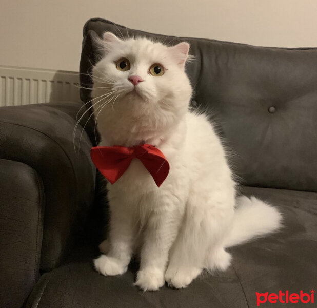 Scottish Fold, Kedi  Coco fotoğrafı