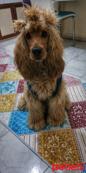İngiliz Cocker Spaniel, Köpek  Pati fotoğrafı