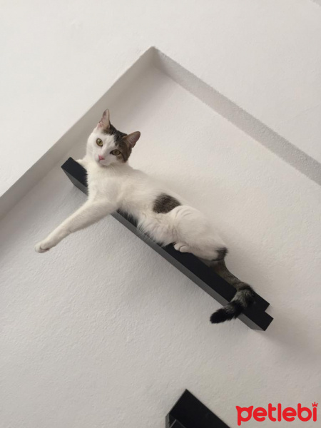 Tekir Kedi, Kedi  pamuk fotoğrafı