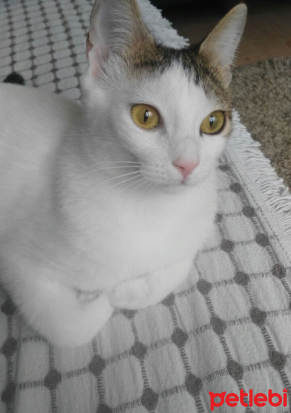 Tekir Kedi, Kedi  pamuk fotoğrafı