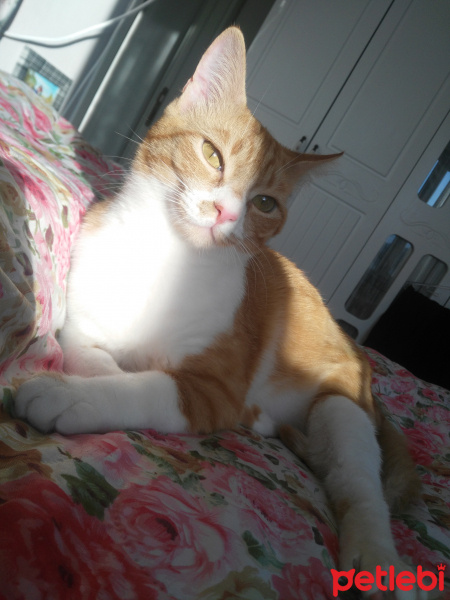 Sarman, Kedi  limon fotoğrafı