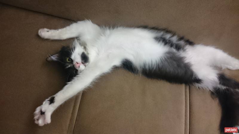 Tuxedo (Smokin) Kedi, Kedi  Yeti fotoğrafı