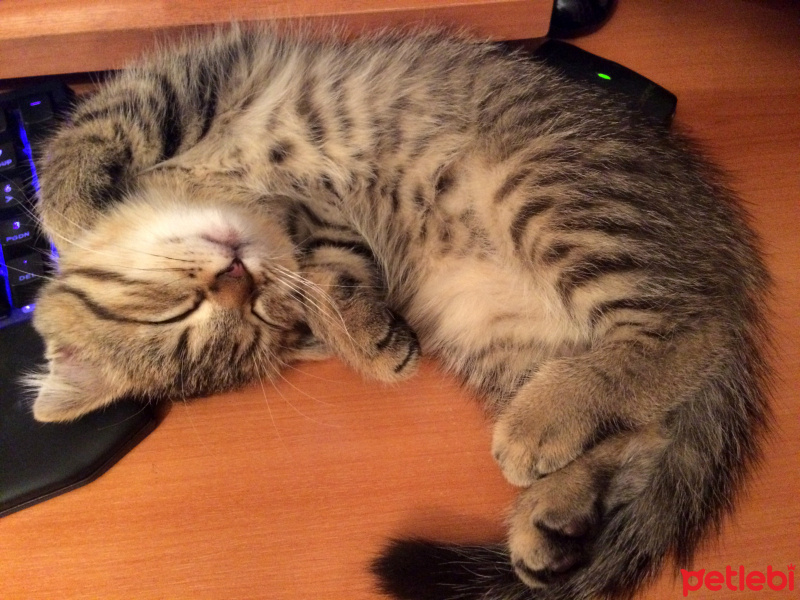 Scottish Fold, Kedi  Miço fotoğrafı