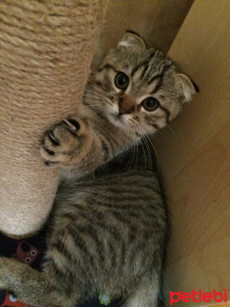 Scottish Fold, Kedi  Miço fotoğrafı