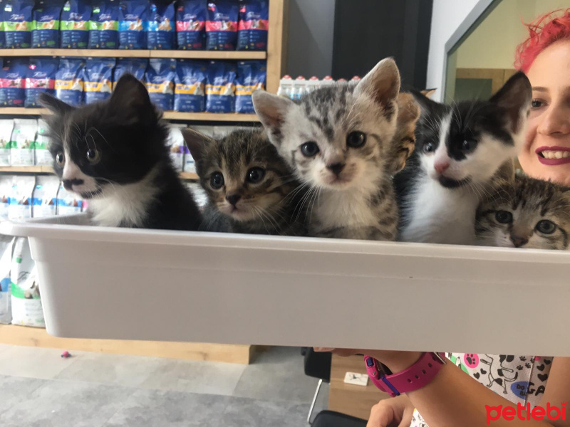 Tekir Kedi, Kedi  Pati'nin yavruları fotoğrafı