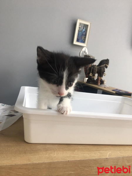 Tekir Kedi, Kedi  Pati'nin yavruları fotoğrafı