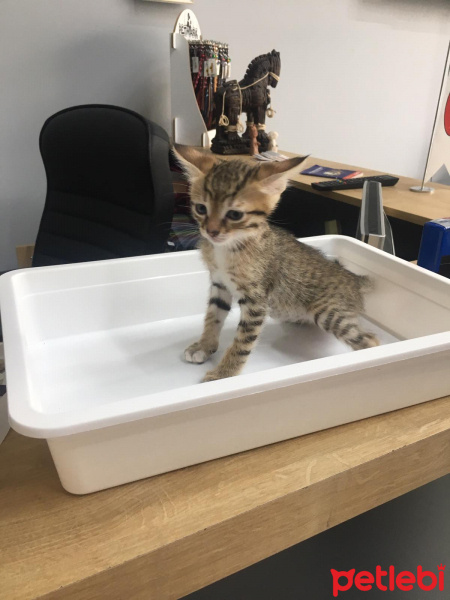 Tekir Kedi, Kedi  Pati'nin yavruları fotoğrafı