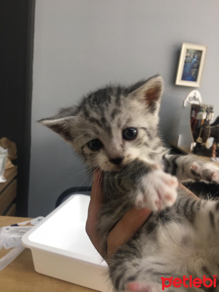 Tekir Kedi, Kedi  Pati'nin yavruları fotoğrafı