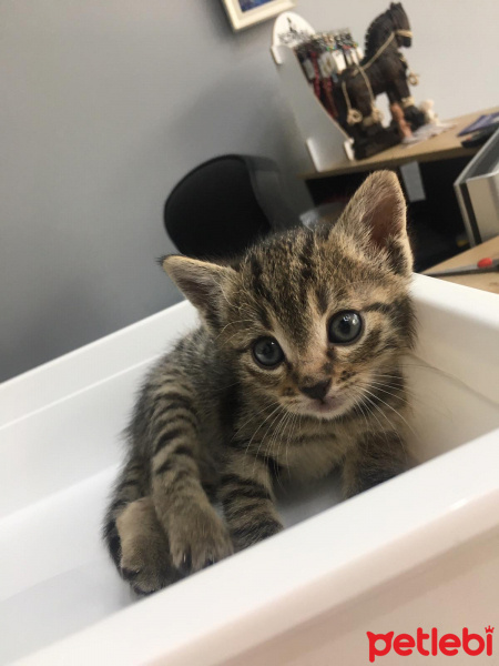 Tekir Kedi, Kedi  Pati'nin yavruları fotoğrafı