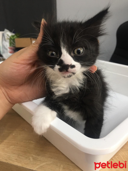 Tekir Kedi, Kedi  Pati'nin yavruları fotoğrafı