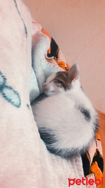 Tekir Kedi, Kedi  Mia fotoğrafı