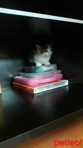 Tekir Kedi, Kedi  Mia fotoğrafı