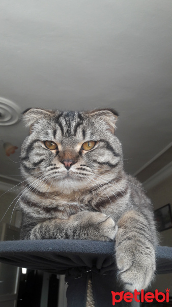 Scottish Fold, Kedi  Gölge fotoğrafı