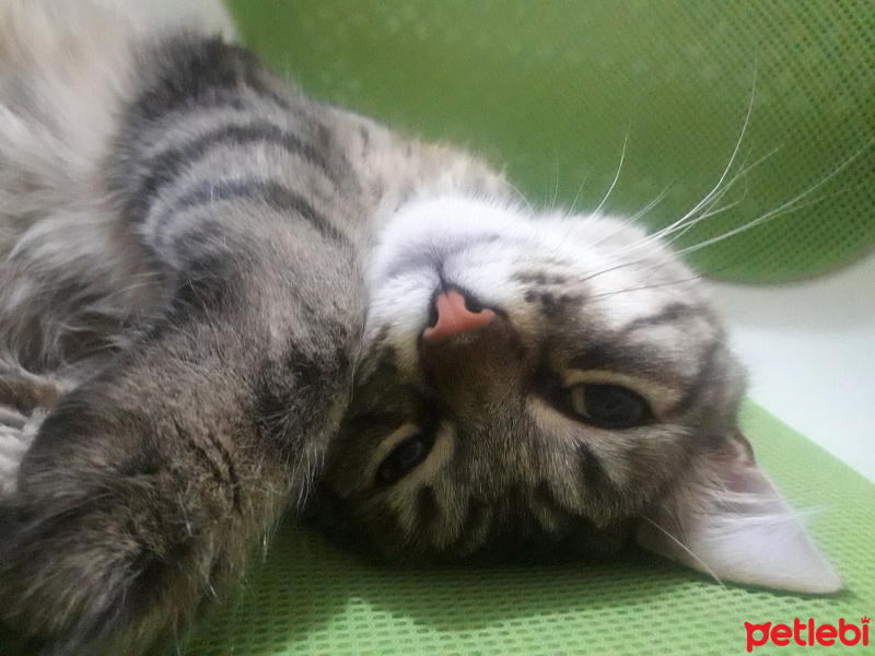 Tekir Kedi, Kedi  Mühür fotoğrafı