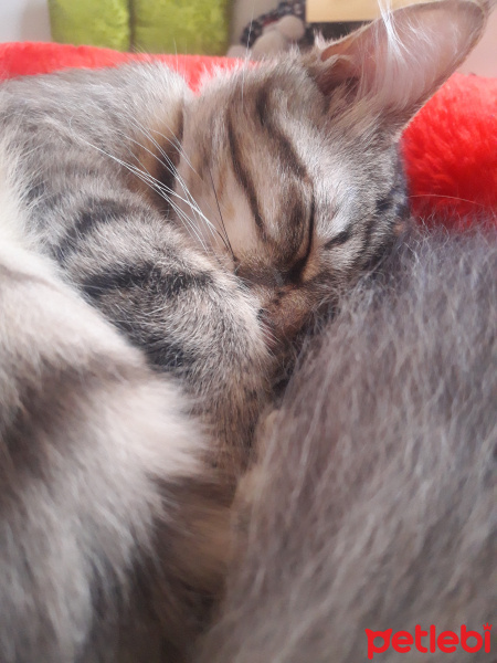 Tekir Kedi, Kedi  Mühür fotoğrafı