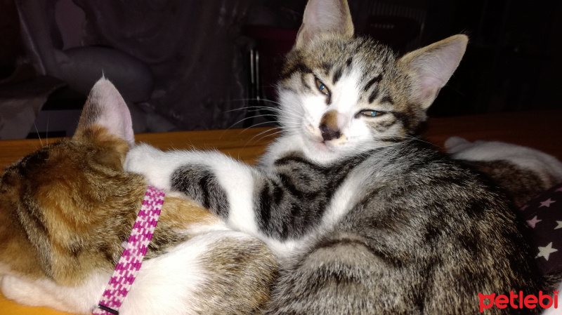Tekir Kedi, Kedi  Maske fotoğrafı