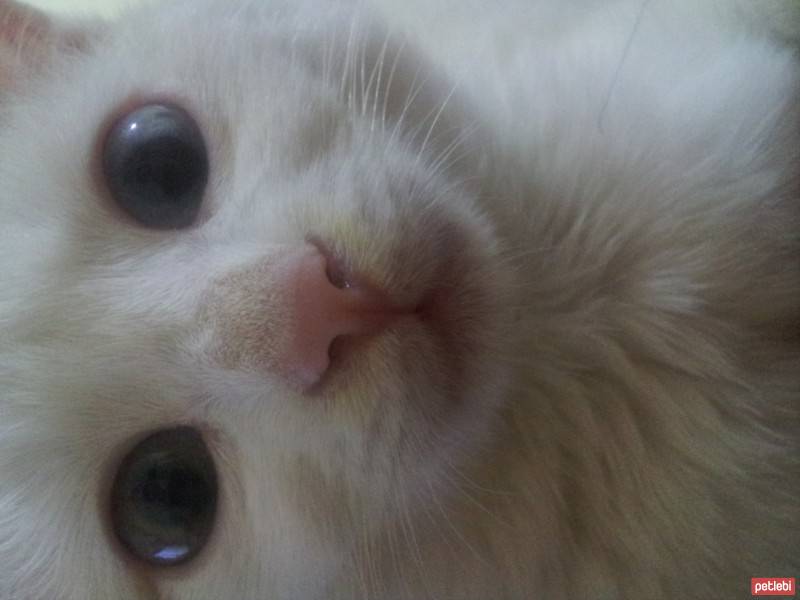 Van Kedisi, Kedi  Karmen fotoğrafı