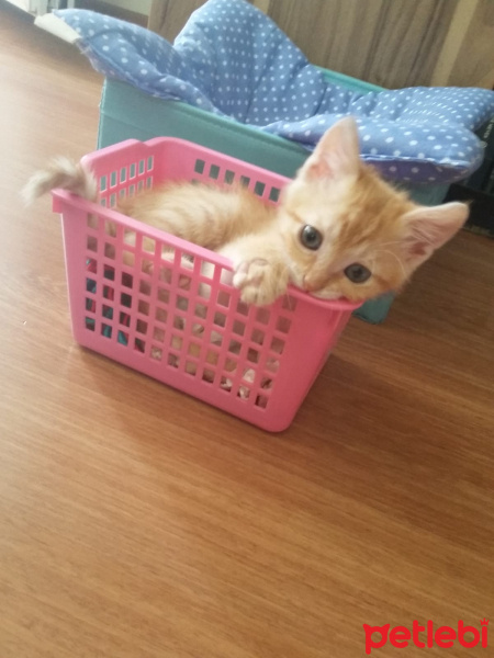 Sarman, Kedi  Lilith fotoğrafı