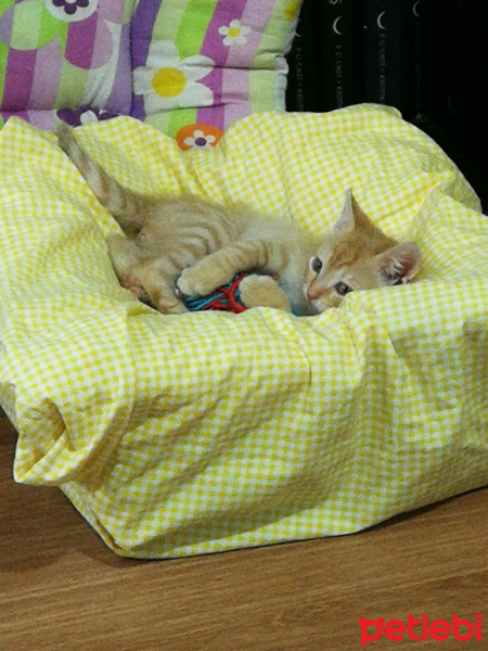 Sarman, Kedi  Lilith fotoğrafı