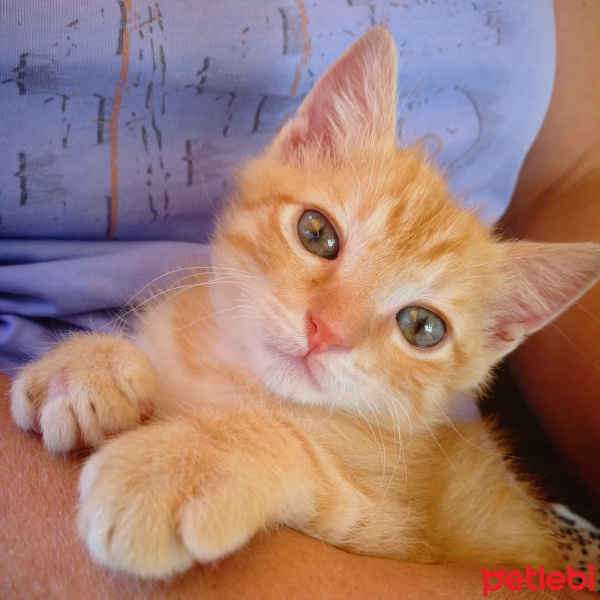 Sarman, Kedi  Lilith fotoğrafı