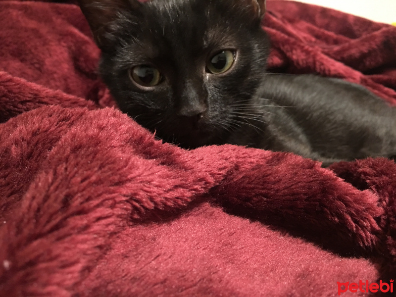 Tekir Kedi, Kedi  Salem fotoğrafı
