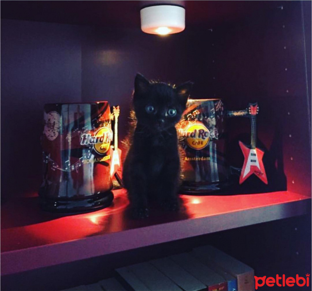 Tekir Kedi, Kedi  Salem fotoğrafı