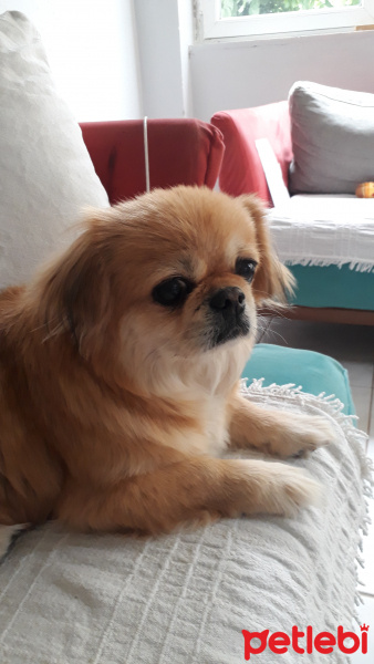 Pekingese, Köpek  Şanslı fotoğrafı