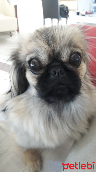 Pekingese, Köpek  Narin fotoğrafı