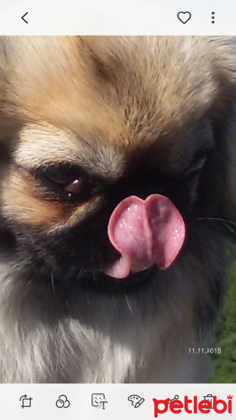 Pekingese, Köpek  Narin fotoğrafı