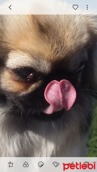 Pekingese, Köpek  Narin fotoğrafı