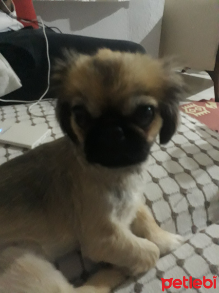 Pekingese, Köpek  Narin fotoğrafı