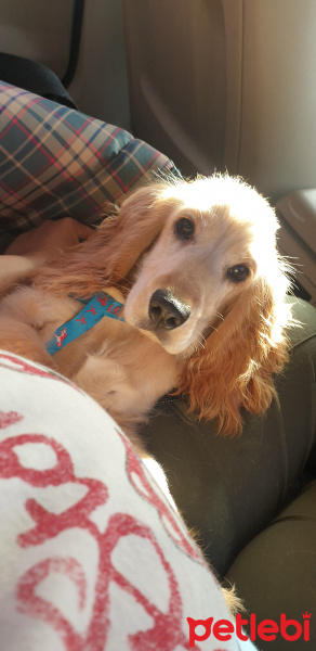 Amerikan Cocker Spaniel, Köpek  Mia fotoğrafı