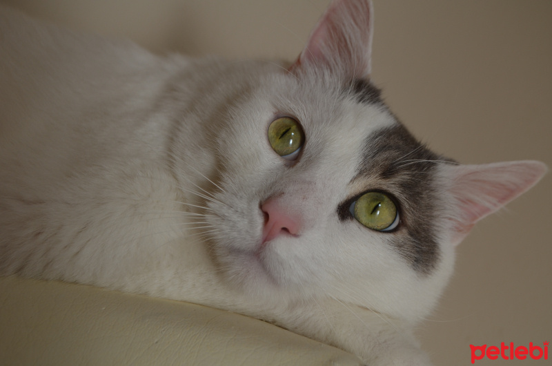 Tekir Kedi, Kedi  Pamuk fotoğrafı