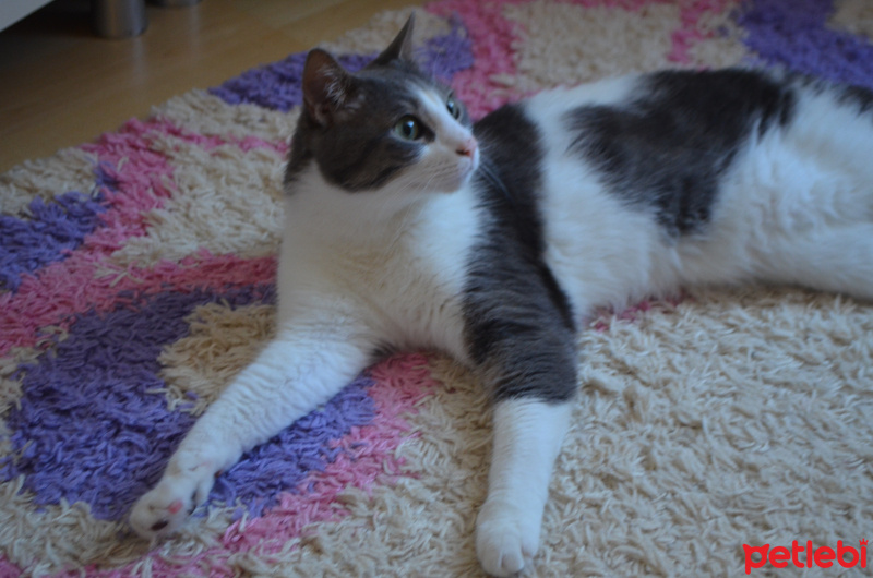 Tekir Kedi, Kedi  Duman fotoğrafı