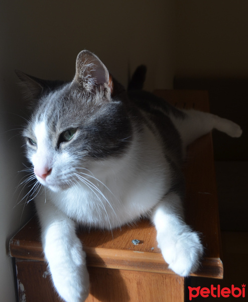 Tekir Kedi, Kedi  Duman fotoğrafı