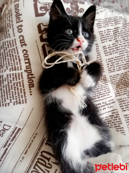 Tuxedo (Smokin) Kedi, Kedi  Kömür fotoğrafı