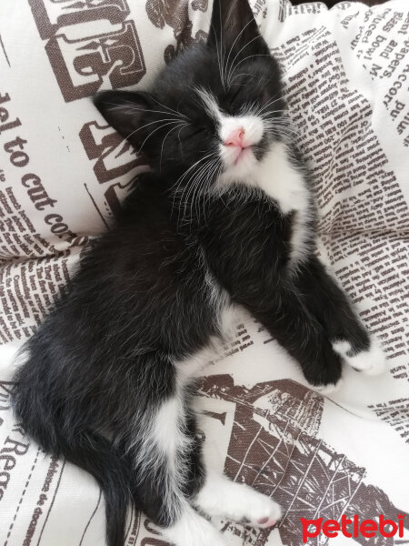 Tuxedo (Smokin) Kedi, Kedi  Kömür fotoğrafı