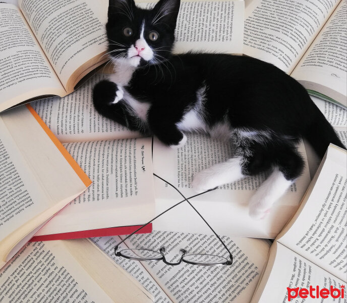 Tuxedo (Smokin) Kedi, Kedi  Kömür fotoğrafı