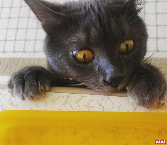 Chartreux, Kedi  Çakıl fotoğrafı