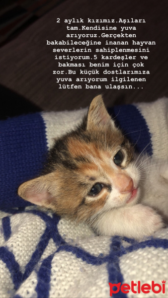 Tekir Kedi, Kedi  Henüz koymadık fotoğrafı
