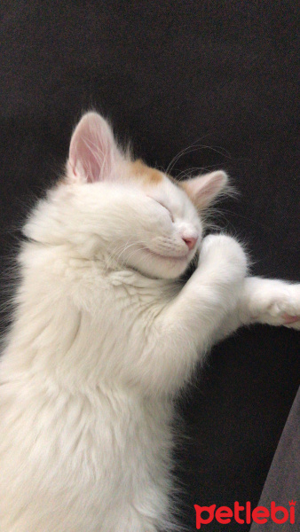 İran Kedisi (Persian), Kedi  Sisi fotoğrafı