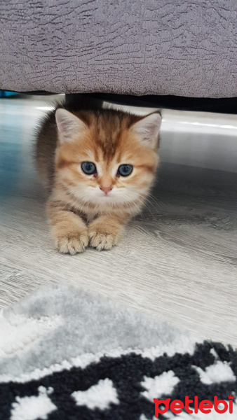 British Shorthair, Kedi  BADEM fotoğrafı