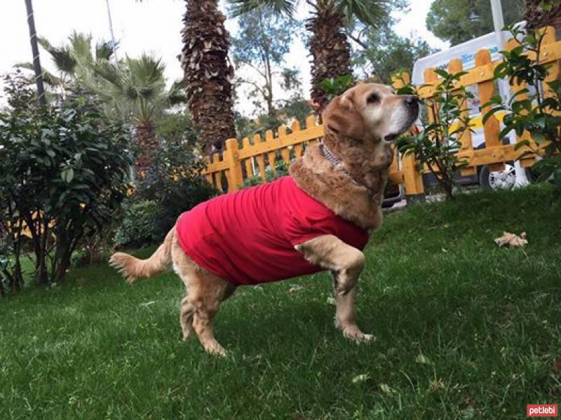 Golden Retriever, Köpek  ÇAKIL fotoğrafı